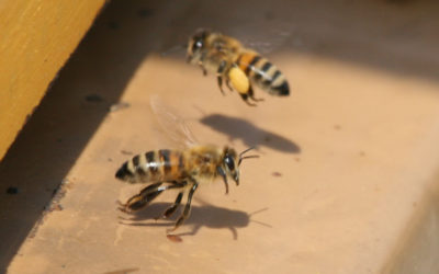 Des nouvelles du rucher : traitement contre le varroa