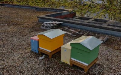 Les nouvelles ruches sont arrivées !