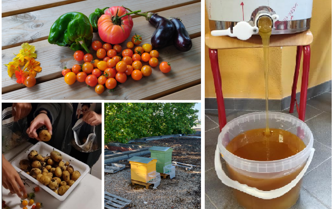 Miel et légumes : un été productif au lycée !﻿