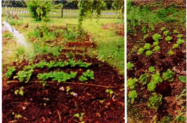 Le Potager de Jacques Brel