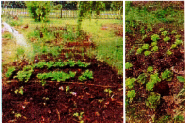 Le Potager de Jacques Brel